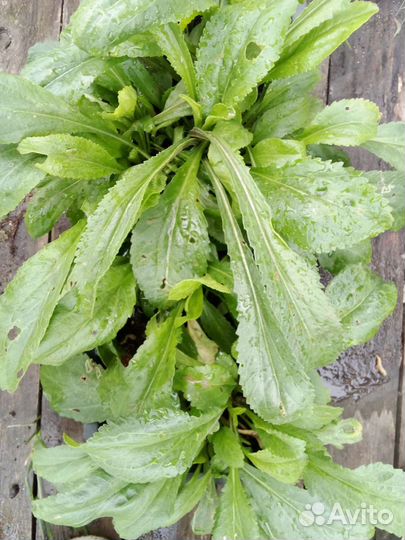 Нивянка,ромашка