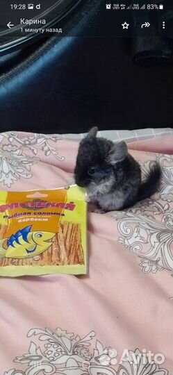 Шиншилы