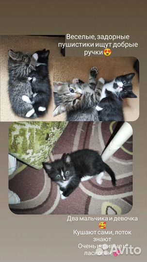 Котята в добрые руки