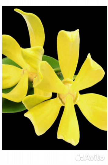 Yodeyma leau berlue Вода парфюмерная 100 мл