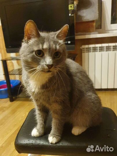 Серебристая звезда