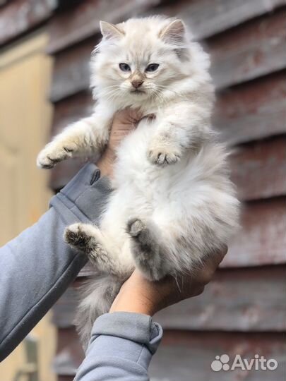 Сибирские котята