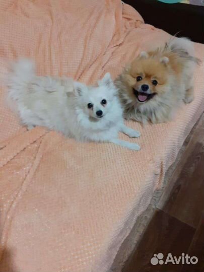 Шпицы. Девочка и мальчик