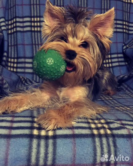 Йоркширский терьер