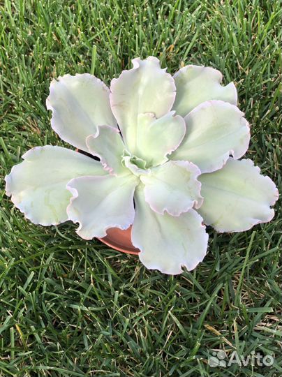 Эхеверия блю гигант