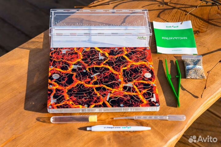 Ферма с муравьями / Формикарий