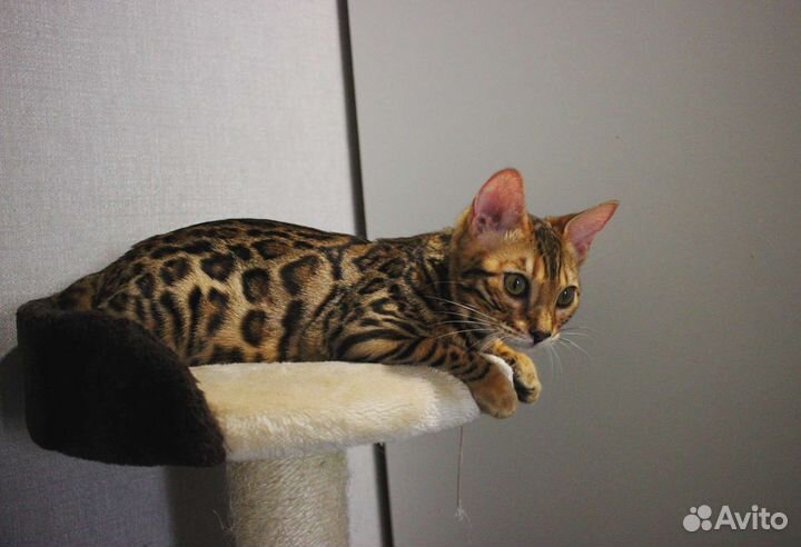 Роскошные котята от породных родителей