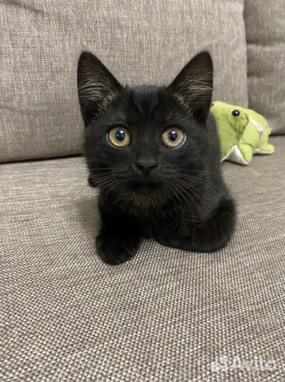Котята от британской кошки
