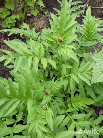 Ландыши, василек, ирис сортовой