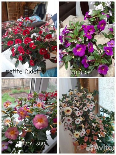 Ризомы ахименесов