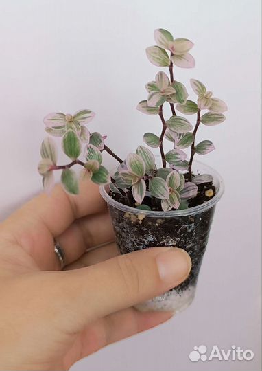 Комнатные растения