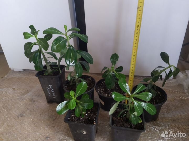 Адениумы микс