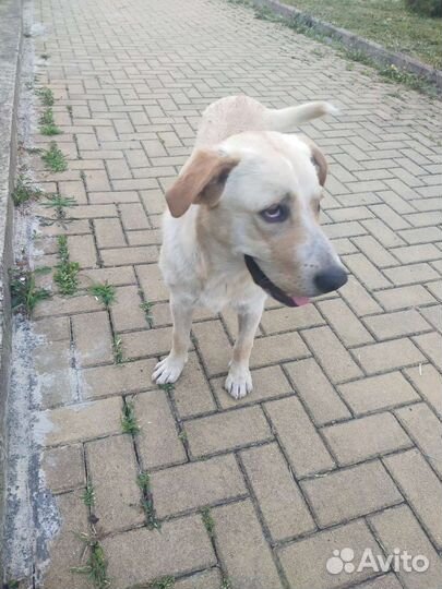 Собака в добрые руки