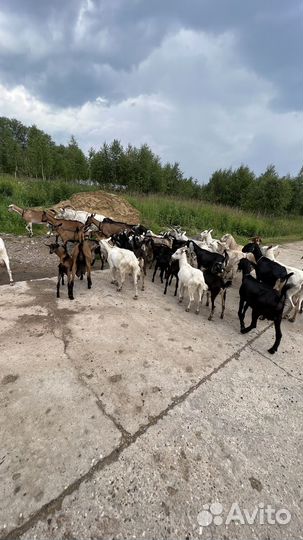 Нубийские козы
