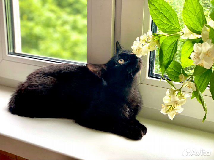 Черный котенок подарит вам радость котик 6 мес