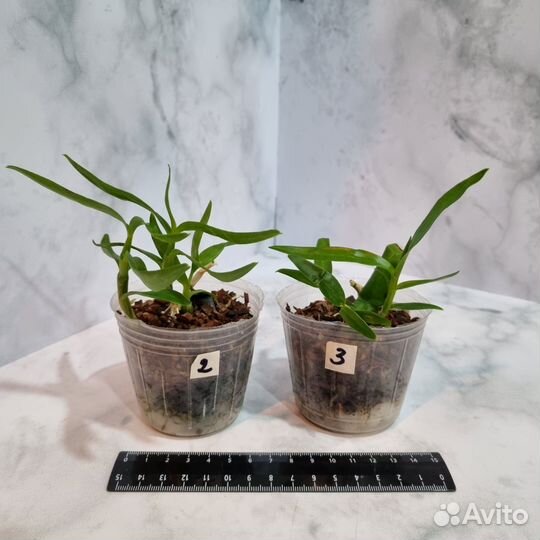 Den. Rainbow Dance 'Akane', кейки