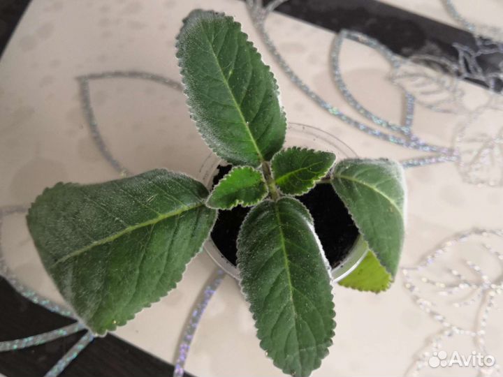 Глоксиния тидея фиолетовая