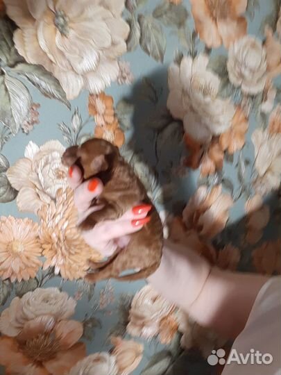 Мальтипу ф1f1 на -Июль-Август-сент беспл Бронь