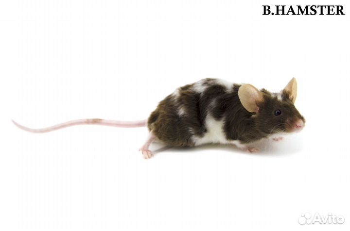 Декоративные мыши