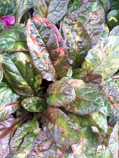 Растения для рокария