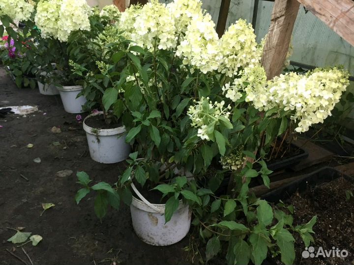 Многолетние кустарники