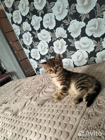 Продаются котята шотландской породы