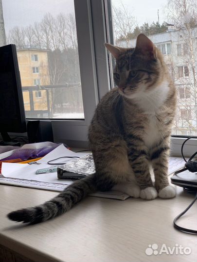 Кот в дар бесплатно