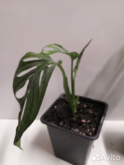 Монстера Манки