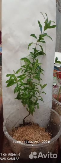 Гранат карликовый комнатный