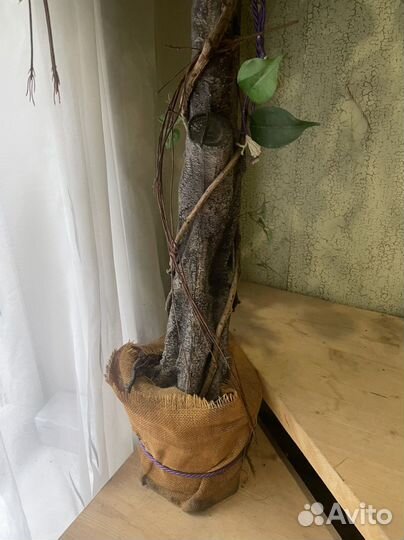 Искусственное Дерево Фикус бенджамина большой