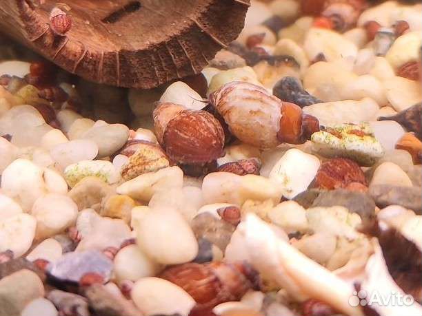 Улитки мелании