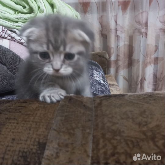 Шотландские вислоухие котята