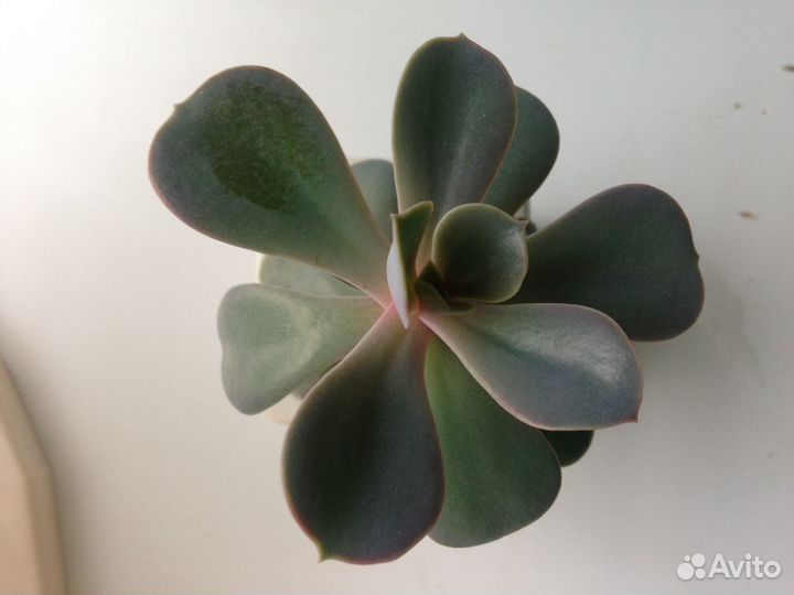 Каланхоэ, суккуленты