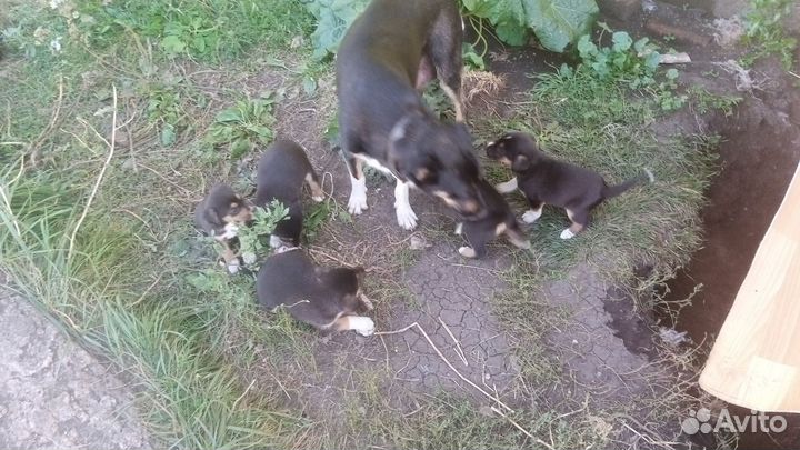 Собака в добрые руки отдам бесплатно