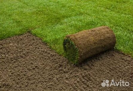 Продажа Рулонного газона