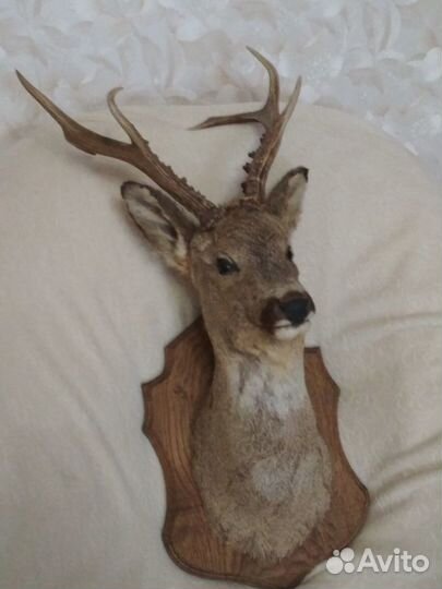 Чучело косули