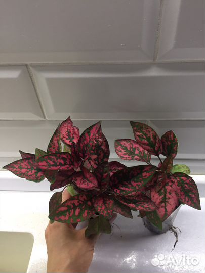 Гипоэстесс красный