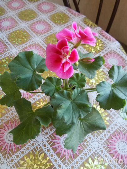 Пеларгония