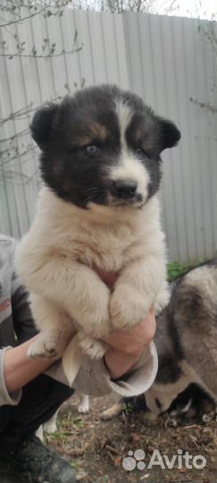 Щенки хаски