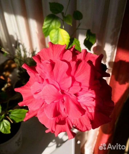 Домашние цветы