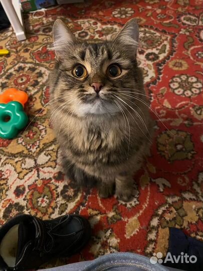 Кошка