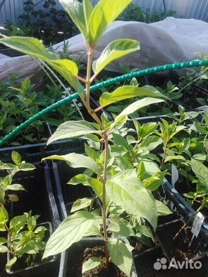 Гортензия метельчатая, саженцы