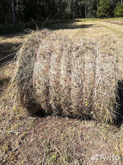 Сено в рулонах