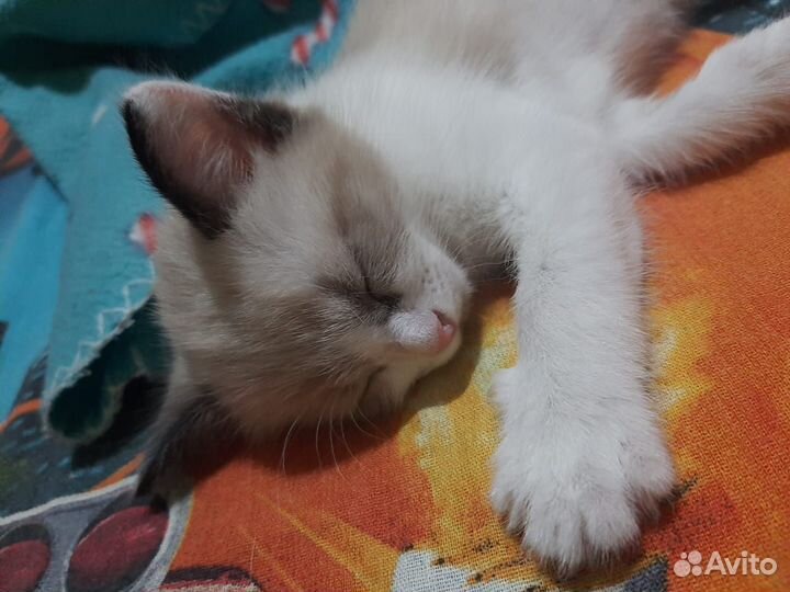 Котик в добрые руки