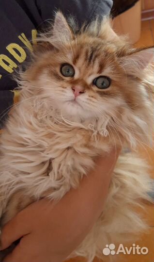 Британские котята