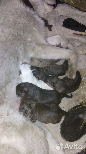 Щенята, в добрые руки