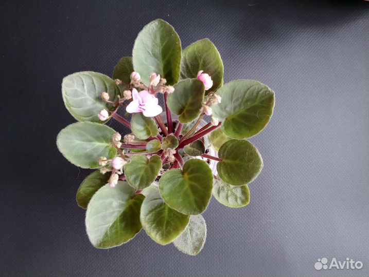 Сортовые фиалки