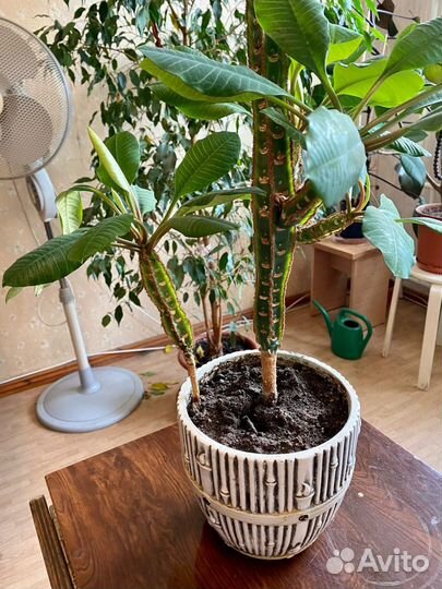 Молочай ребристый кактус