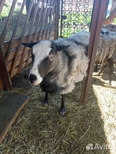 Овцы и баран