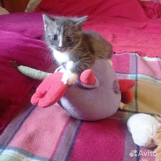 Котята